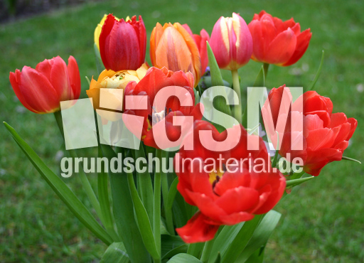 Tulpen-bunt.jpg